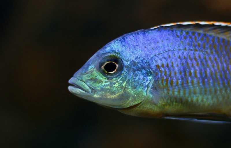 Otopharynx sp. 'spots' Sani